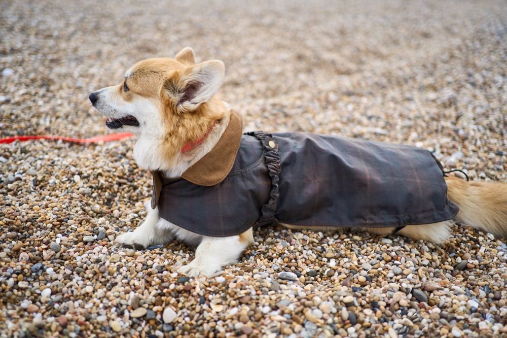 Dog raincoat, wearing Lily, brown