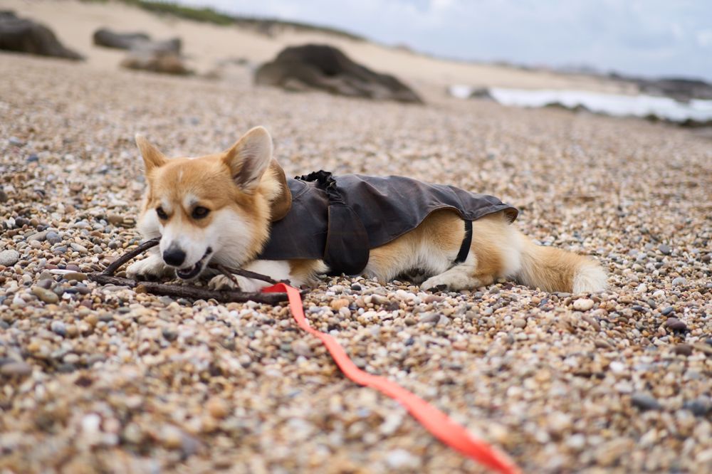 Dog raincoat, wearing Lily, brown