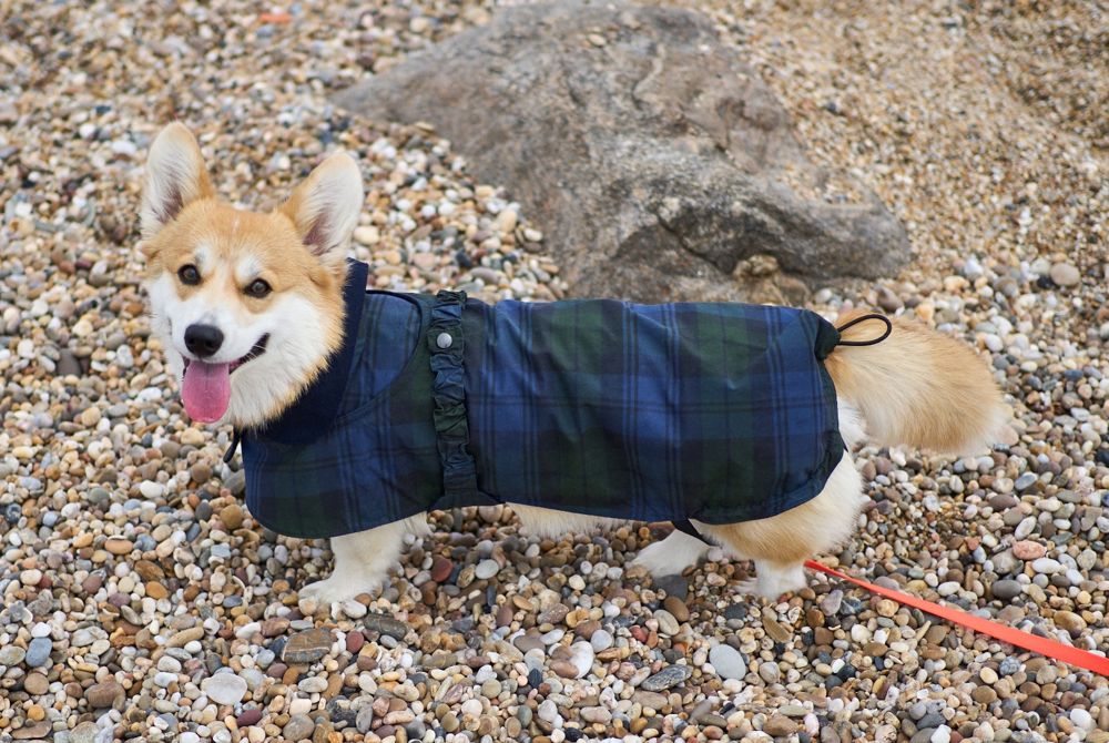 Dog raincoat, wearing Lily, blue