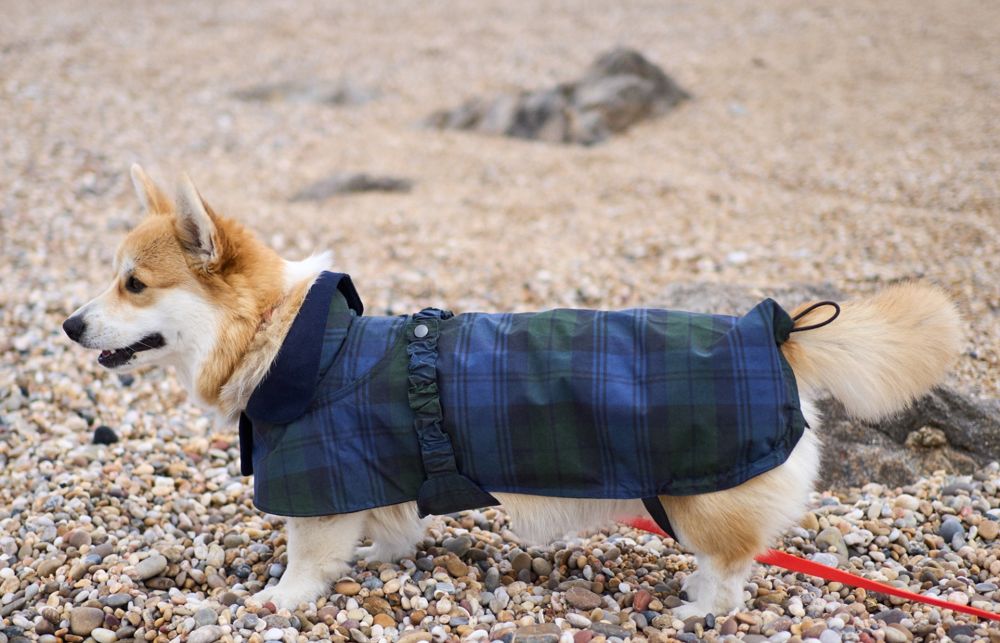 Dog raincoat, wearing Lily, blue