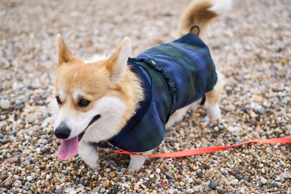 Dog raincoat, wearing Lily, blue