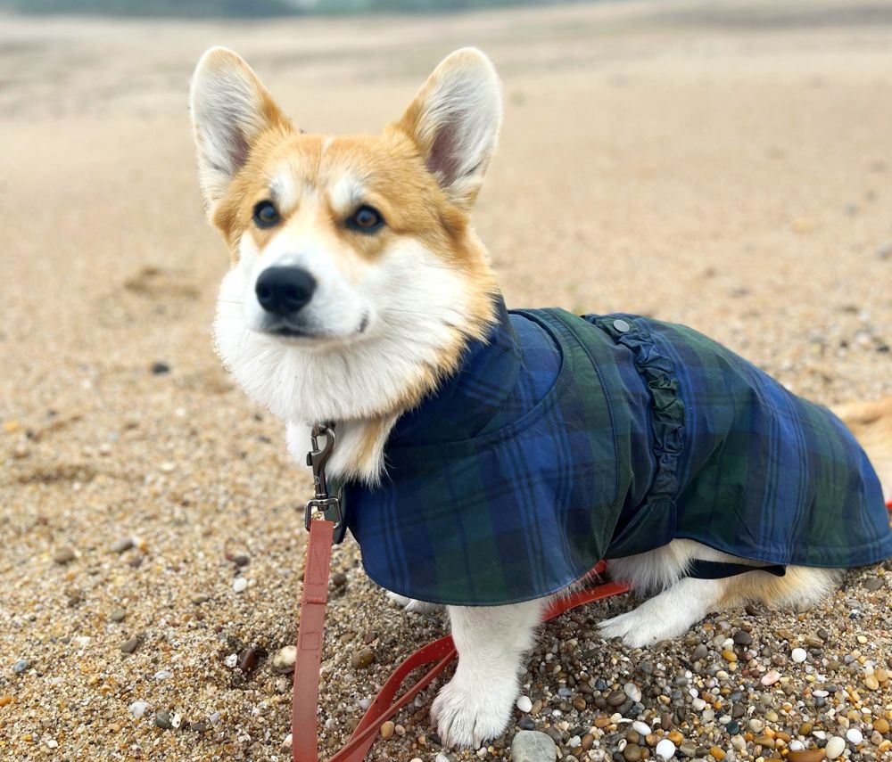 Dog raincoat wearing Lily, blue