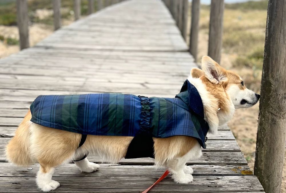 Dog raincoat, wearing Lily, side profile, blue